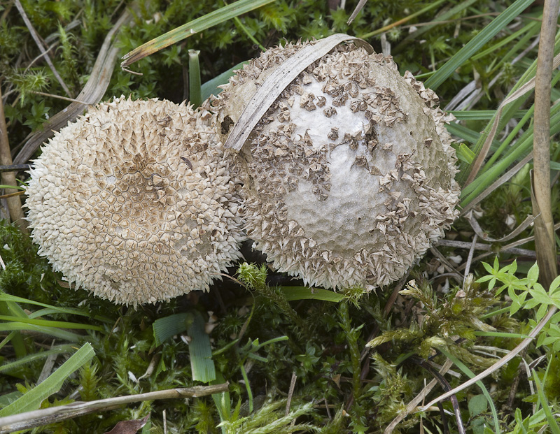 Lycoperdon caudatum